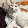 animal, bed, blanket, cat, closeup, cozy, cute, domestic, feline, fur, indoor, orange_cat, paw, pet, pillow, relaxed, resting, sleepy, whiskers, white_cat