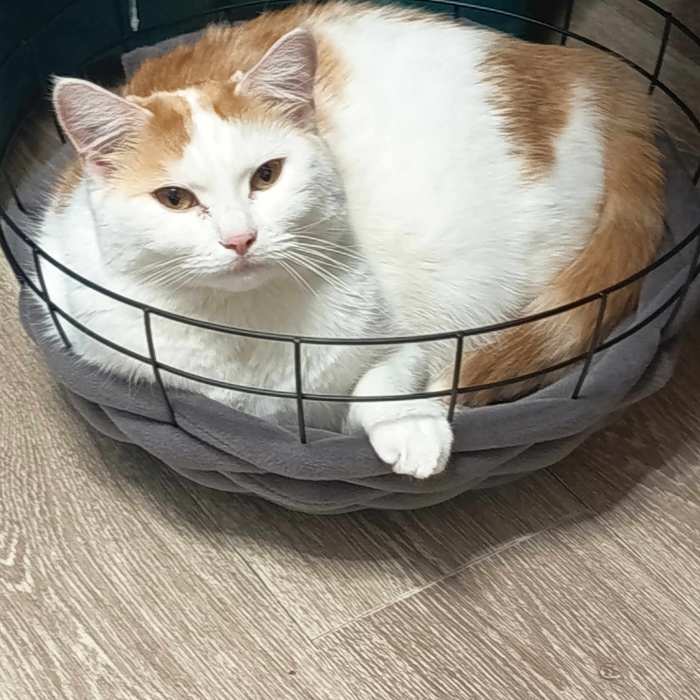 Lyla