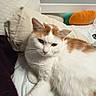 Lyla a rejoint le concours — aidez-le/la à gagner de superbes lots ! animal, bed, carrot_toy, cat, cozy, cute, domestic, feline, fur, home, indoor, orange_cat, pet, pillow, plush_toy, relaxed, resting, soft_focus, whiskers, white_cat
