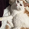 Lyla a rejoint le concours — aidez-le/la à gagner de superbes lots ! animal, bed, cat, closeup, cozy, cute, domestic_animal, feline, fur, indoor, looking, orange_cat, paw, pet, pillow, relaxed, resting, soft, whiskers, white_cat