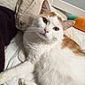 bed, blanket, cat, cozy, curious, cute, domestic_animal, ears, feline, fluffy, fur, indoor, looking_at_camera, orange_and_white, paw, pet, pillow, relaxed, resting, whiskers