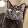 cat, gray_cat, yellow_eyes, pet, animal, feline, domestic_cat, portrait, close_up, indoor, soft_focus, relaxed, cute, whiskers, ears, paws, fur, looking_away, resting, home