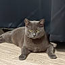 Gryzouille a rejoint le concours — aidez-le/la à gagner de superbes lots ! cat, gray_cat, yellow_eyes, floor, wooden_floor, indoor, pet, animal, feline, relaxed, lying_down, curtain, dark_background, fur, whiskers, paws, closeup, domestic_cat, mammal, eyes