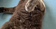 Gryzouille participe au concours pour gagner de l'argent avec cette photo : cat, gray_cat, pet, feline, fur, paw, relaxing, indoor, blanket, blue_background, whiskers, ears, animal, cute, closeup, laying_down, curious_eyes, soft_texture, cozy, resting
