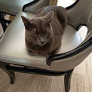 Gryzouille participe au concours pour gagner de l'argent avec cette photo : cat, gray_cat, chair, cushioned_chair, indoor, wood_floor, pet, animal, feline, resting, seated, fur, whiskers, ears, looking, domestic_cat, comfortable, household, furniture, relaxed