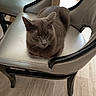 cat, gray_cat, chair, cushioned_chair, indoor, wood_floor, pet, animal, feline, resting, seated, fur, whiskers, ears, looking, domestic_cat, comfortable, household, furniture, relaxed