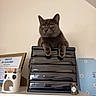 Gryzouille a rejoint le concours — aidez-le/la à gagner de superbes lots ! cat, gray_cat, feline, pet, organizer, black_organizer, panda_holder, certificate, frame, calendar, flower_pattern, jar, shelf, indoor, domestic, cute, relaxed, tabletop, office, decor