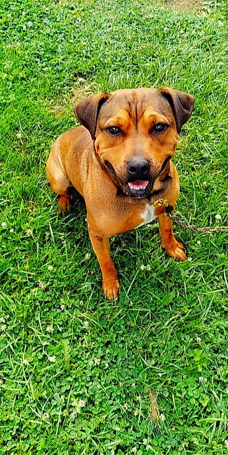 Beaux joined the competition — help win amazing prizes! canidae, carnivore, companion_dog, dog, dog_breed, fawn, grass, groundcover, guard_dog, hound, hunting_dog, plant, puppy, scent_hound, sporting_group, street_dog, terrestrial_animal, whiskers, working_animal, working_dog