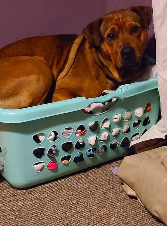 Beaux is registered to the contest to win money with this photo: bathing, bathtub, carnivore, collar, comfort, companion_dog, dog, dog_bed, dog_breed, dog_collar, dog_supply, fawn, hound, linens, liver, paw, pet_supply, rectangle, sporting_group, working_animal