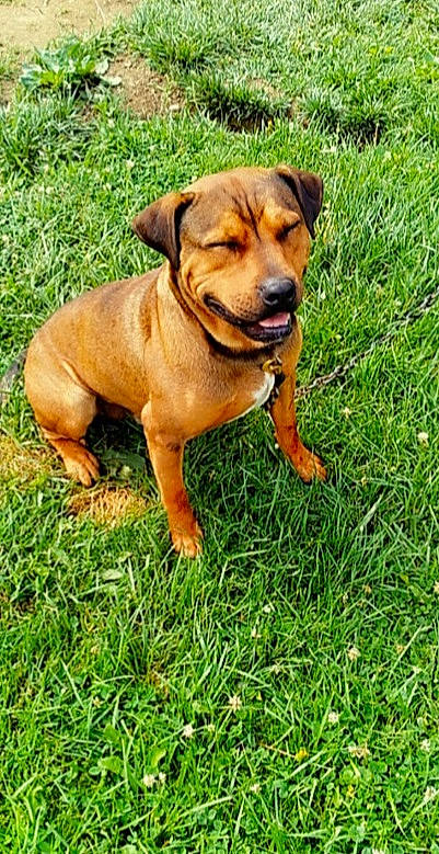 Beaux is registered to the contest to win money with this photo: ancient_dog_breeds, ball, carnivore, companion_dog, dog, dog_breed, grass, grassland, groundcover, guard_dog, hound, hunting_dog, lawn, liver, people_in_nature, plant, puppy, whiskers, working_animal, working_dog