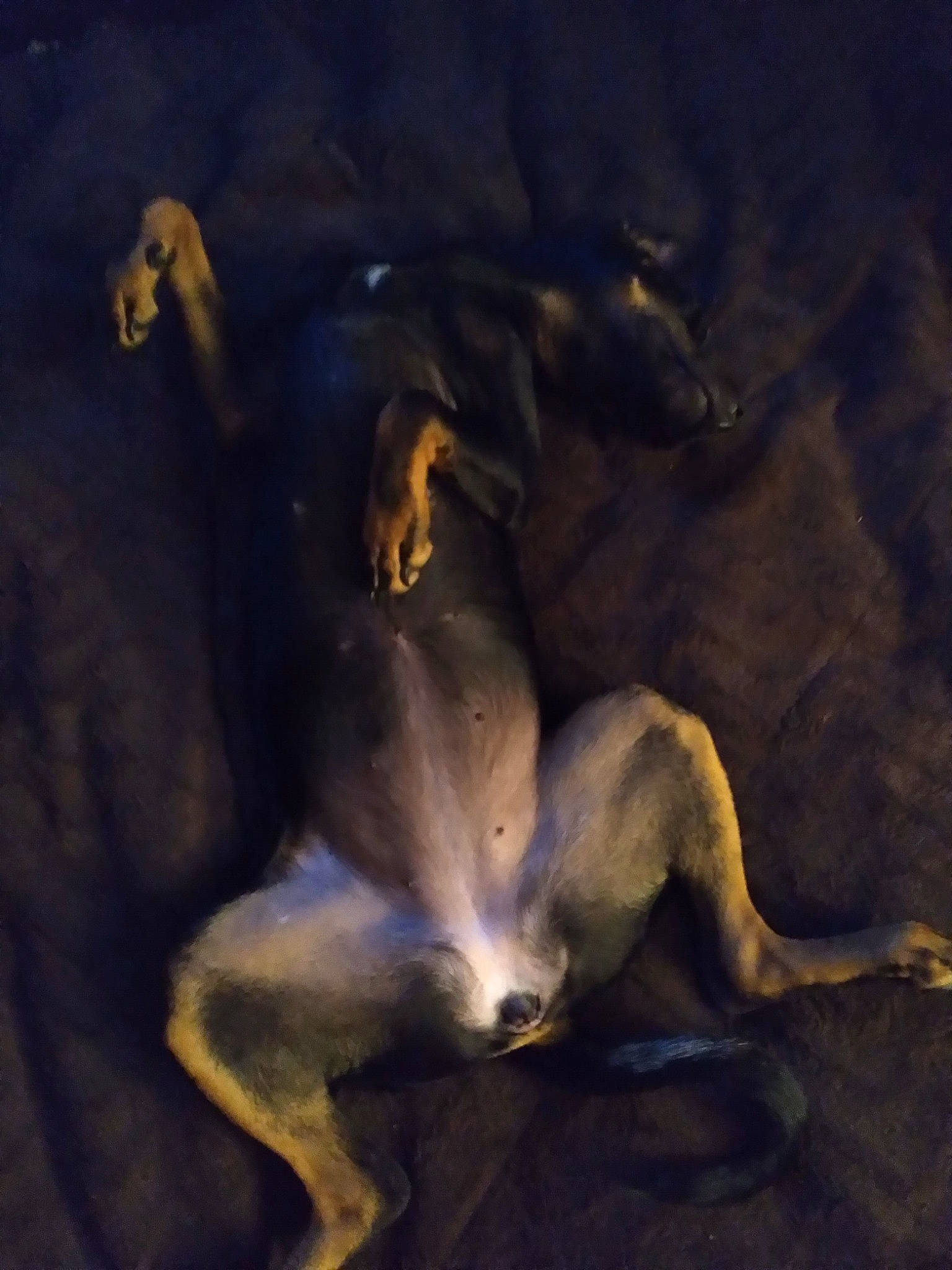 Sasha Fierce joined the competition — help win amazing prizes! art, canidae, carnivore, cg_artwork, cloud, darkness, dog_breed, drawing, fawn, illustration, landscape, mythology, painting, shadow, still_life, still_life_photography, tail, terrestrial_animal, visual_arts, wildlife