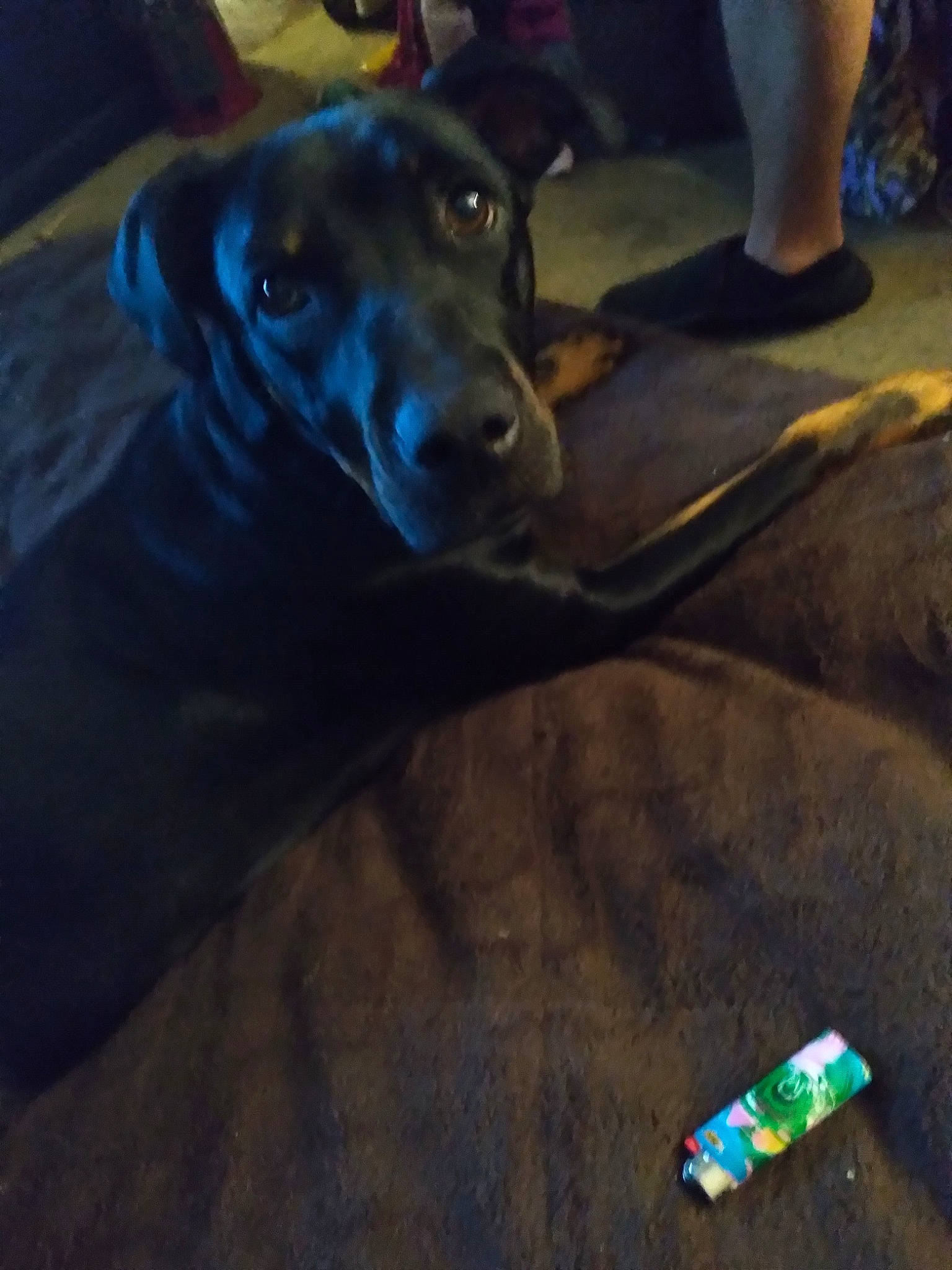 Sasha Fierce joined the competition — help win amazing prizes! blue, carnivore, collar, companion_dog, dog, dog_breed, dog_collar, electric_blue, fawn, flooring, foot, fun, guard_dog, human_leg, light, night, non_sporting_group, shadow, sporting_group, working_animal