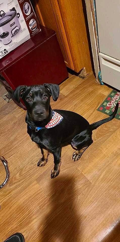 Sasha Fierce is registered to the contest to win money with this photo: carnivore, collar, companion_dog, dog, dog_breed, dog_collar, fawn, floor, flooring, fur, hardwood, laminate_flooring, liver, pet_supply, tail, varnish, wood, wood_flooring, wood_stain, working_animal