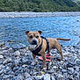 dog, river, rocks, water, forest, mountains, outdoor, nature, animal, pet, canine, brown_dog, harness, stone, playful, daylight, landscape, scenic, summer, adventure