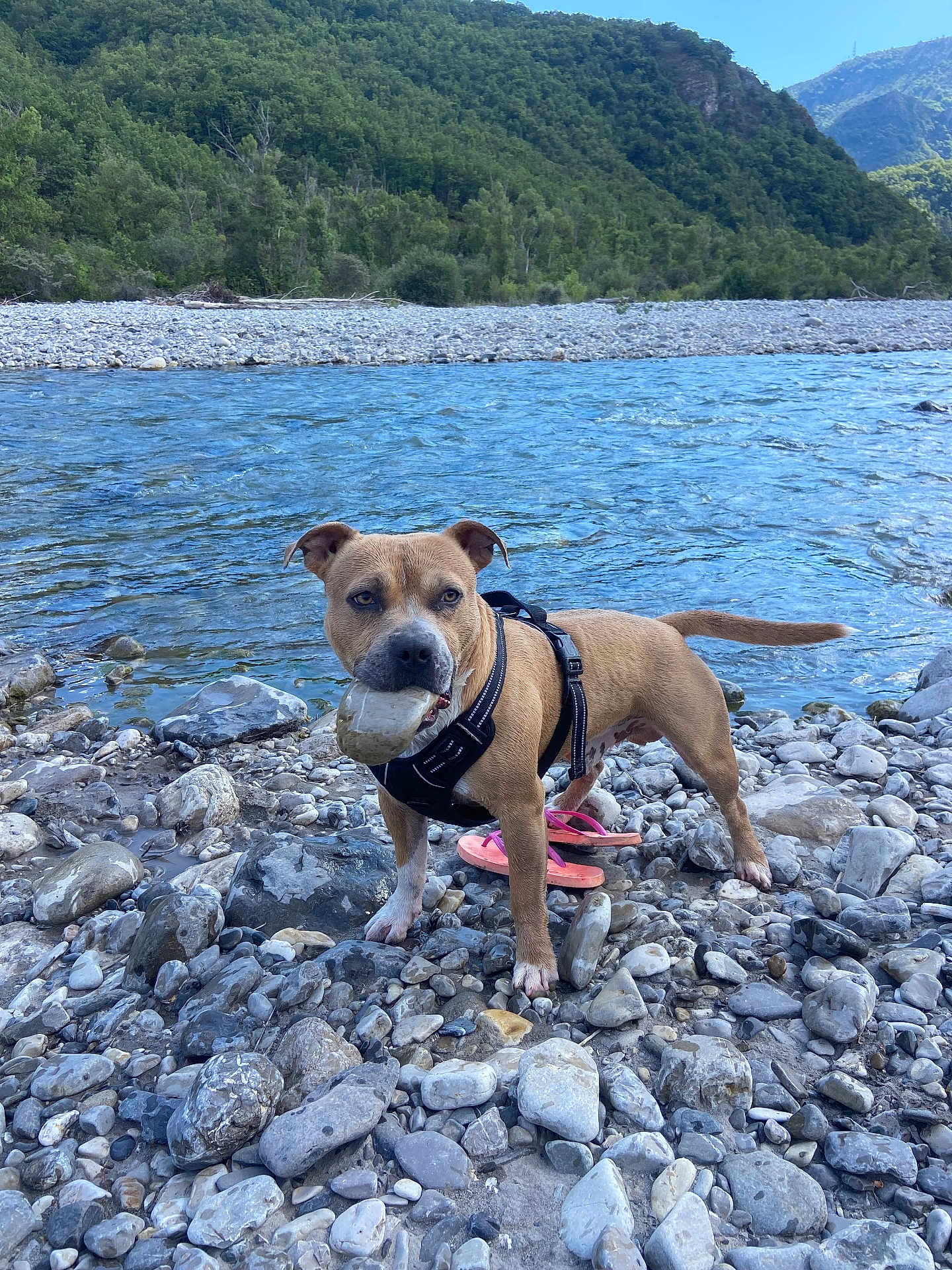 Sunny participe au concours pour gagner de l'argent avec cette photo : dog, river, rocks, water, forest, mountains, outdoor, nature, animal, pet, canine, brown_dog, harness, stone, playful, daylight, landscape, scenic, summer, adventure