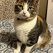 Sweetie is registered to the contest to win money with this photo: cat, calico, pet, animal, indoor, bedspread, patterned, leopard_print, fur, whiskers, green_eyes, pink_nose, sitting, closeup, cute, feline, domestic_cat, soft_fur, cozy, portrait