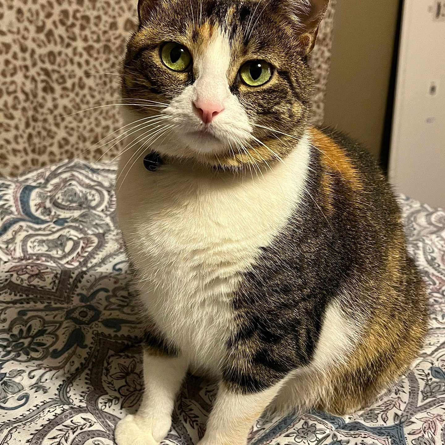 Sweetie is registered to the contest to win money with this photo: animal, bedspread, calico, cat, closeup, cozy, cute, domestic_cat, feline, fur, green_eyes, indoor, leopard_print, patterned, pet, pink_nose, portrait, sitting, soft_fur, whiskers