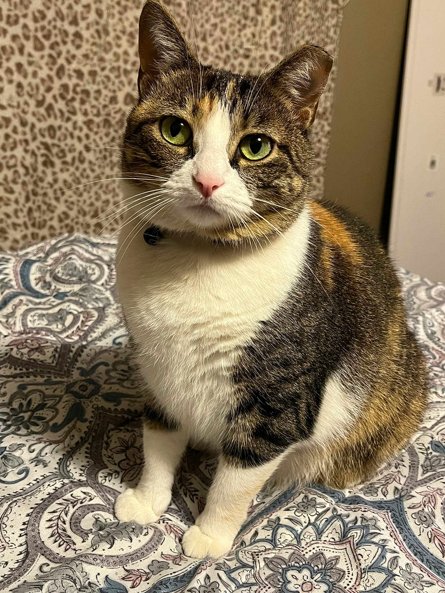 Sweetie is registered to the contest to win money with this photo: cat, calico, pet, animal, indoor, bedspread, patterned, leopard_print, fur, whiskers, green_eyes, pink_nose, sitting, closeup, cute, feline, domestic_cat, soft_fur, cozy, portrait