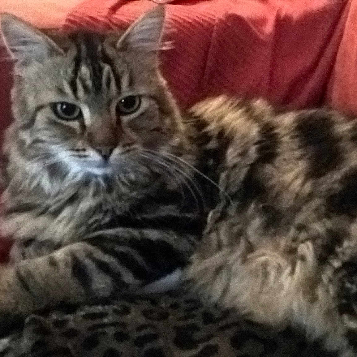 Automne participe au concours pour gagner de l'argent avec cette photo : american_shorthair, bengal, california_spangled, carnivoran, cat, cat_like_mammal, domestic_short_haired_cat, dragon_li, european_shorthair, fauna, kitten, kurilian_bobtail, maine_coon, mammal, pixie_bob, small_to_medium_sized_cats, tabby_cat, toyger, vertebrate, whiskers