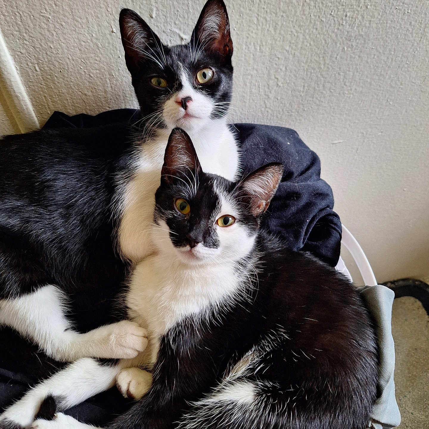 Spaz N Scarface is registered to the contest to win money with this photo: animal, basket, black_and_white, cat, closeup, companions, cozy, curious, cute, domestic, ears, eyes, feline, fur, indoor, pets, resting, snuggling, two_cats, whiskers