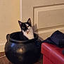 animal, black_and_white, cat, container, corner, cozy, curious, domestic, door, feline, floor, household, indoor, looking_up, pet, pot, red_couch, resting, tilted_head, wood_floor