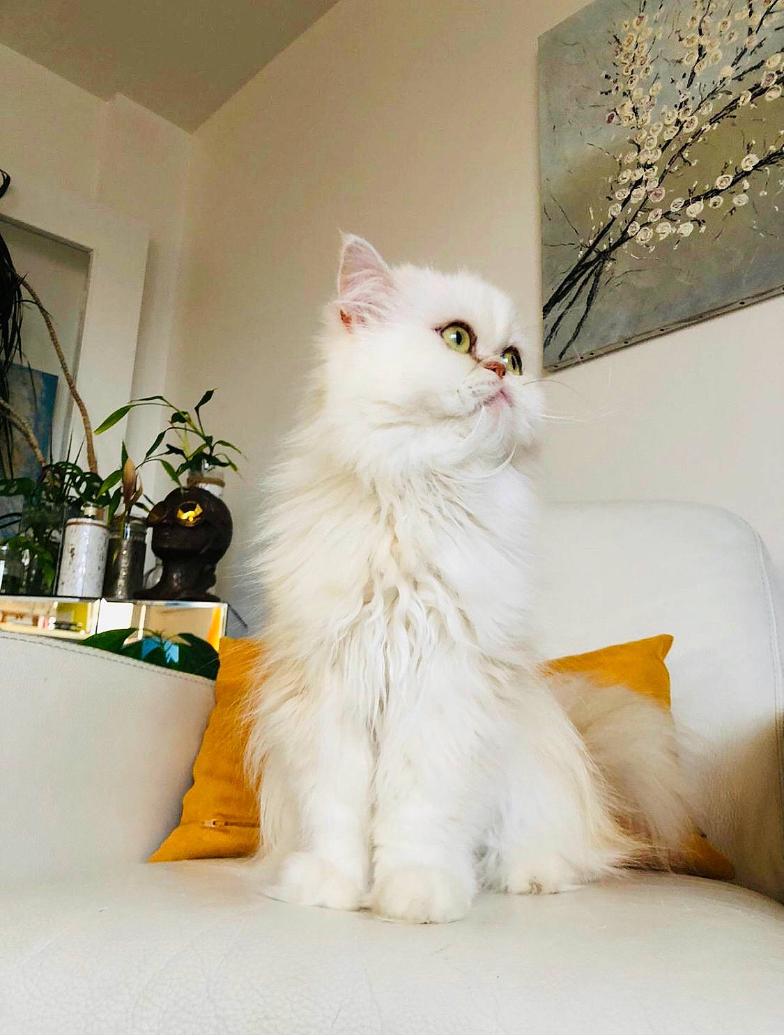 Joël a rejoint le concours — aidez-le/la à gagner de superbes lots ! british_longhair, carnivore, cat, comfort, felidae, flooring, flowerpot, fur, houseplant, plant, room, sitting, small_to_medium_sized_cats, tail, whiskers, window