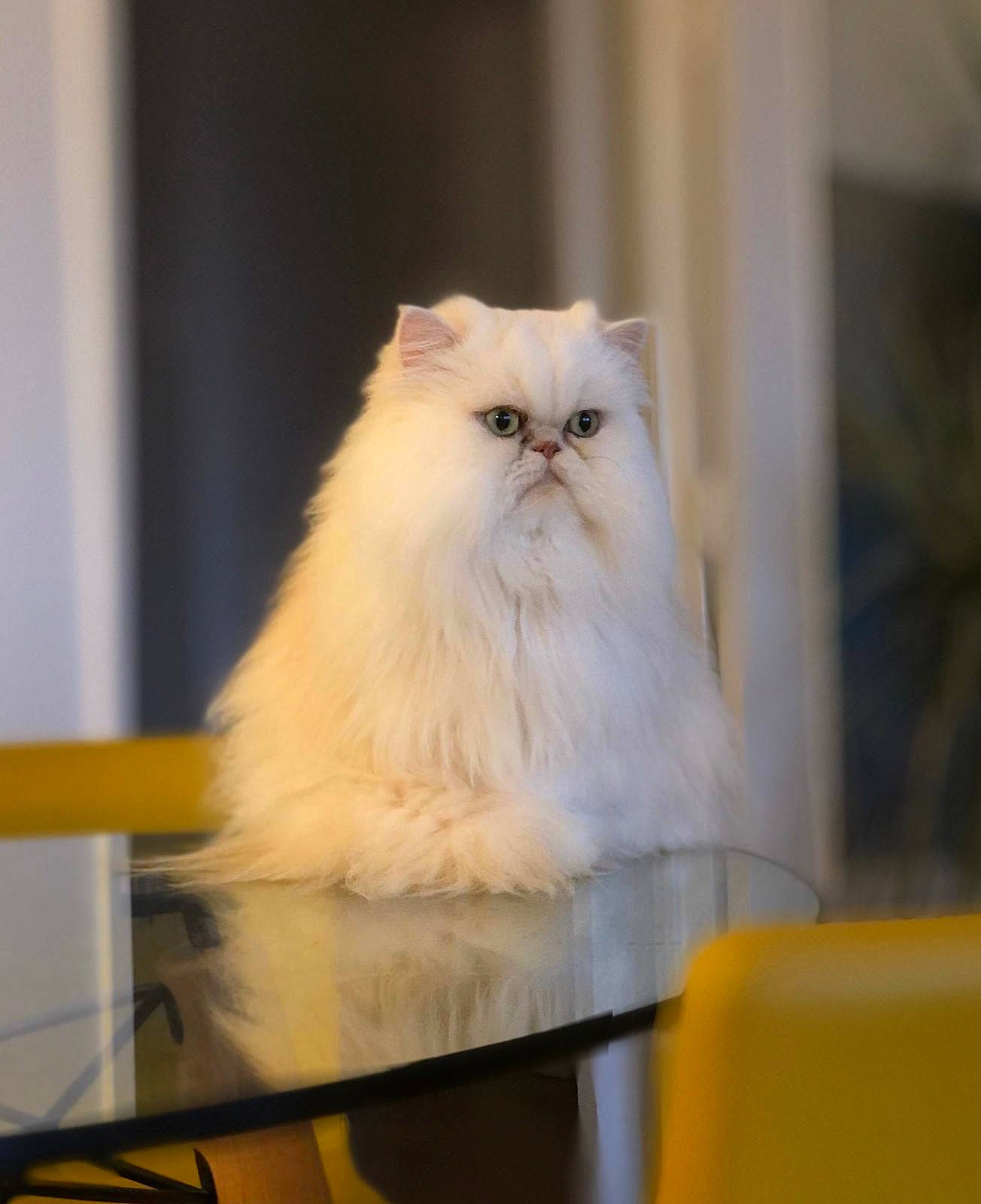 Joël participe au concours pour gagner de l'argent avec cette photo : carnivore, cat, fawn, felidae, fur, persian, plant, ragdoll, small_to_medium_sized_cats, snout, whiskers, wood