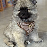Albus a rejoint le concours — aidez-le/la à gagner de superbes lots ! puppy, dog, fluffy, fur, pet, indoor, floor, harness, plaid, cute, sitting, animal, canine, young, adorable, closeup, portrait, soft, furry, domestic