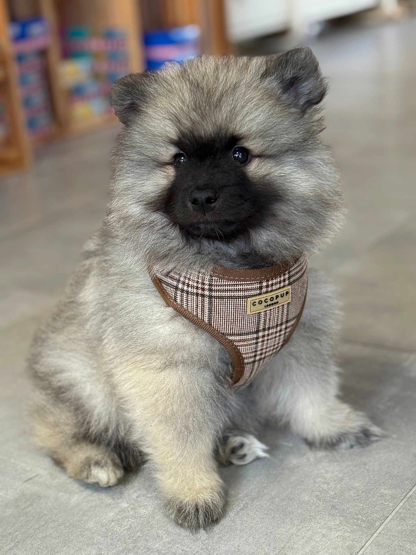 Albus a rejoint le concours — aidez-le/la à gagner de superbes lots ! puppy, dog, fluffy, fur, pet, indoor, floor, harness, plaid, cute, sitting, animal, canine, young, adorable, closeup, portrait, soft, furry, domestic