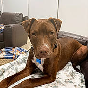 Nessy joined the competition — help win amazing prizes! blanket, brown_dog, collar, couch, cozy, dog, dog_tag, ears, eyes, floor, indoor, leather_sofa, living_room, looking_at_camera, muzzle, paws, pet, portrait, relaxed, white_chest