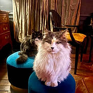 Mujer participe au concours pour gagner de l'argent avec cette photo : angora, animal, architecture, armchair, barstool, building, cat, chair, couch, furniture, hardwood, indoors, interiordesign, kitten, livingroom, manx, ottoman, pet, room, wood