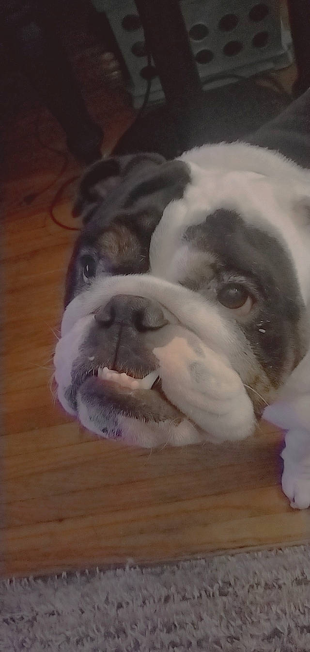 Axel is registered to the contest to win money with this photo: art, bulldog, carnivore, companion_dog, dog, dog_breed, ear, fawn, flooring, fur, grey, hardwood, snout, sporting_group, toy_dog, whiskers, window, wood, working_animal, wrinkle