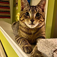 Jack joined the competition — help win amazing prizes! cat, tabby_cat, pet, portrait, close_up, whiskers, paws, ears, indoor, home_interior, shelf, blanket, green_wall, doorway, decor, curtain, wide_eyes, fur, muzzle, relaxed