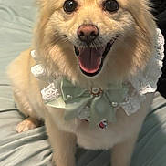 Chanel is registered to the contest to win money with this photo: adorable, animal, bed, bow, canine, closeup, cute, dog, domestic_animal, fluffy, friendly, furry, happy, indoor, lace_collar, paw, pet, portrait, sitting, smiling