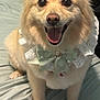 adorable, animal, bed, bow, canine, closeup, cute, dog, domestic_animal, fluffy, friendly, furry, happy, indoor, lace_collar, paw, pet, portrait, sitting, smiling