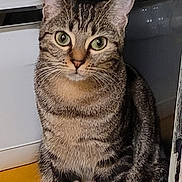 Souki a rejoint le concours — aidez-le/la à gagner de superbes lots ! cat, tabby, green_eyes, indoor, pet, animal, curious, sitting, whiskers, ears, feline, striped, paws, looking, domestic, cute, fur, household, yellow_surface, closeup