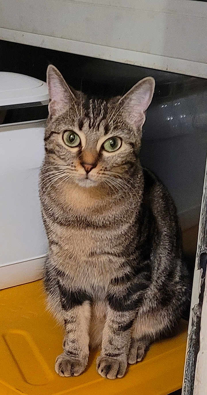 Souki a rejoint le concours — aidez-le/la à gagner de superbes lots ! cat, tabby, green_eyes, indoor, pet, animal, curious, sitting, whiskers, ears, feline, striped, paws, looking, domestic, cute, fur, household, yellow_surface, closeup