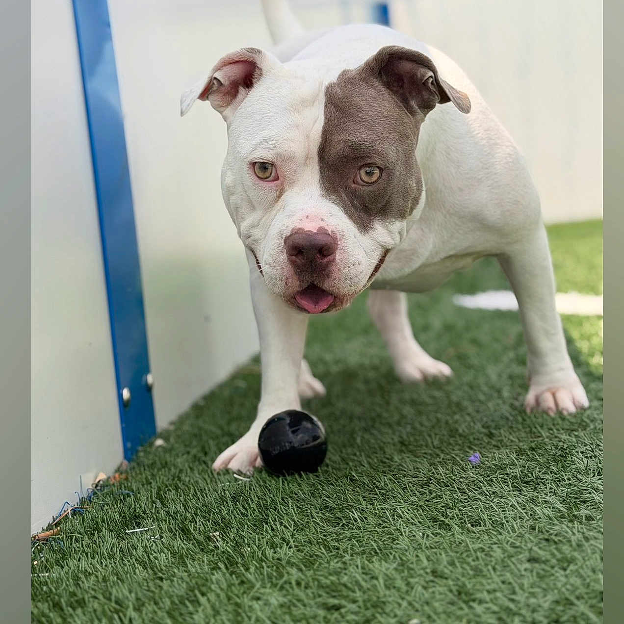 Urkan a rejoint le concours — aidez-le/la à gagner de superbes lots ! dog, pitbull, animal, pet, grass, playful, ball, outdoor, cute, white, brown, face, ears, tongue, paws, fence, canine, young, alert, fun