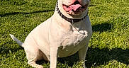 Urkan participe au concours pour gagner de l'argent avec cette photo : dog, pitbull, sitting, grass, outdoor, sunny, collar, tongue_out, happy, pet, canine, animal, greenery, daytime, nature, park, smiling, ears, leisure, muzzle