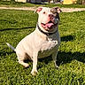 dog, pitbull, sitting, grass, outdoor, sunny, collar, tongue_out, happy, pet, canine, animal, greenery, daytime, nature, park, smiling, ears, leisure, muzzle