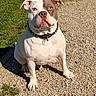 Urkan a rejoint le concours — aidez-le/la à gagner de superbes lots ! dog, pitbull, animal, pet, outdoor, sunlight, gravel, grass, collar, spiked_collar, sitting, portrait, brown, white, cute, muscular, friendly, face, ears, shadow
