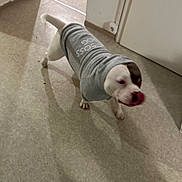 Urkan participe au concours pour gagner de l'argent avec cette photo : dog, pet, indoor, floor, clothing, shirt, white, brown_patch, tongue_out, canine, animal, domestic, walking, tile_floor, door, wall, shadow, household, cute, boss_dog