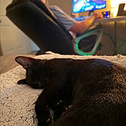 Bow is registered to the contest to win money with this photo: