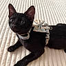 black_cat, kitten, pet, harness, bow, lying_down, indoor, blanket, curious, feline, whiskers, ears, cute, young_cat, domestic_animal, fur, close_up, resting, animal, small_pet