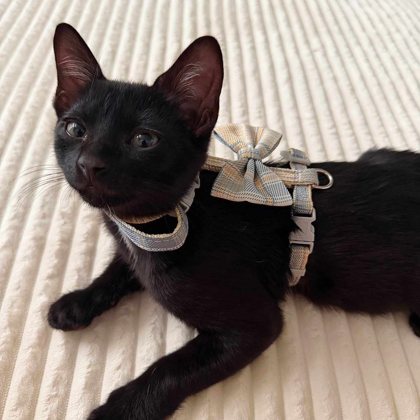 Bow