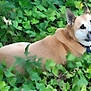 Buddy joined the competition — help win amazing prizes! dog, ivy, greenery, outdoor, animal, pet, fur, collar, blue_eye, brown_fur, nature, leaf, plant, lying_down, canine, ears, face, looking_back, relaxed, garden