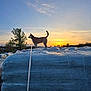 dog, sunset, sky, tree, leash, bale, wrapped_bale, silhouette, outdoor, nature, animal, canine, evening, clouds, field, rural, peaceful, landscape, walk, adventure