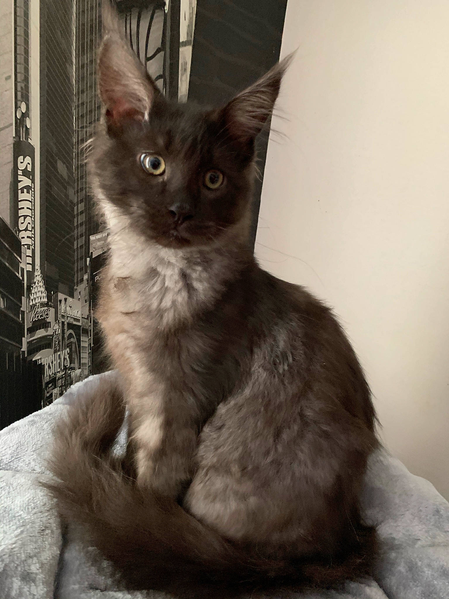 Sayian a rejoint le concours — aidez-le/la à gagner de superbes lots ! black_cat, carnivore, cat, claw, comfort, domestic_short_haired_cat, ear, felidae, fur, head, human_body, monochrome, monochrome_photography, paw, small_to_medium_sized_cats, snout, tail, terrestrial_animal, whiskers, window