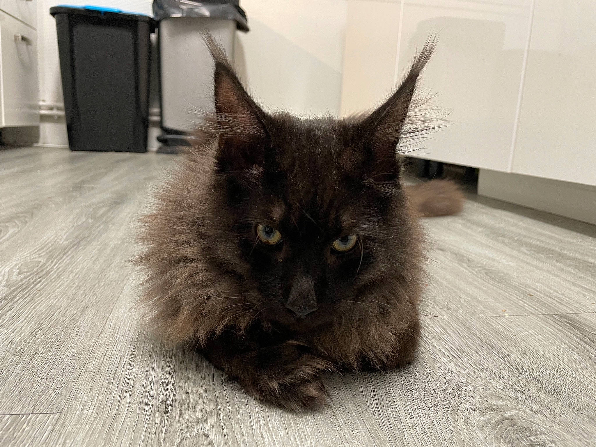 Sayian participe au concours pour gagner de l'argent avec cette photo : black_cat, carnivore, cat, claw, domestic_short_haired_cat, fawn, felidae, flooring, fur, grey, hardwood, paw, small_to_medium_sized_cats, tail, whiskers, wood