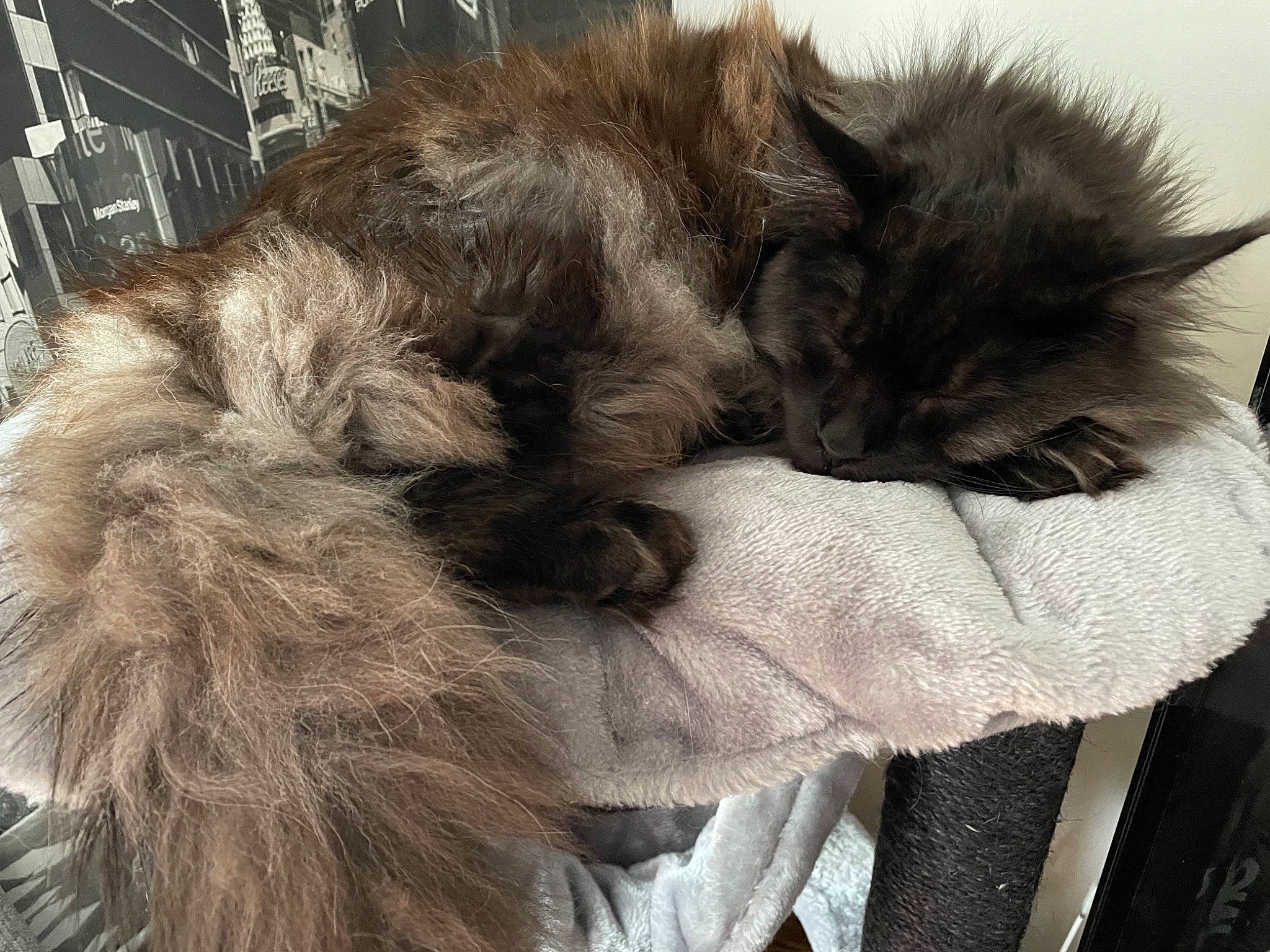 Sayian participe au concours pour gagner de l'argent avec cette photo : british_longhair, canidae, carnivore, cat, claw, comfort, companion_dog, dog_breed, eye, felidae, fur, grey, liver, natural_material, paw, small_to_medium_sized_cats, snout, tail, terrestrial_animal, whiskers